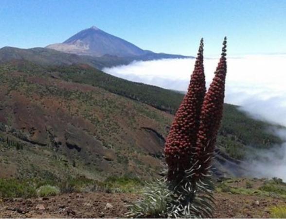 Casa Rural Alessia With Jacuzzi ,Garden & Swimming Pool Santa Cruz de Tenerife Luaran gambar